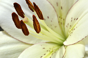 Image showing Beautiful lily growing in garden