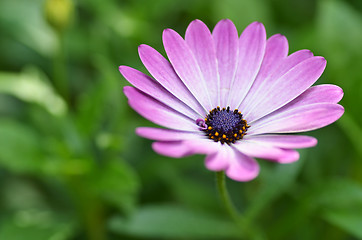 Image showing Beautiful purple daisy 