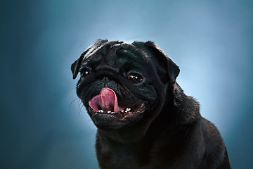 Image showing Close-up a Pug puppy in front of blue background