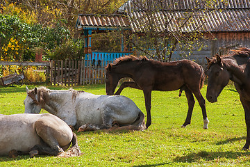 Image showing Horses in mountain ranch