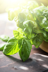 Image showing Fresh organic basil