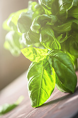 Image showing Fresh organic basil