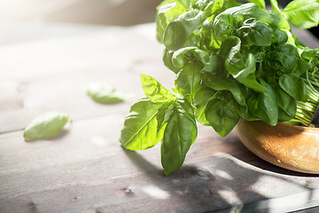 Image showing Fresh organic basil