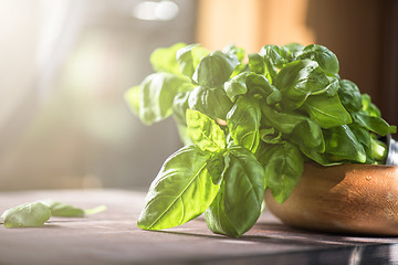 Image showing Fresh organic basil