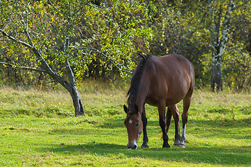 Image showing Horses in mountain ranch