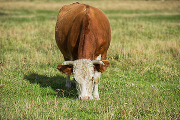 Image showing Grazing cow in mountain ranch