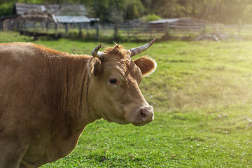 Image showing Grazing cow in mountain ranch