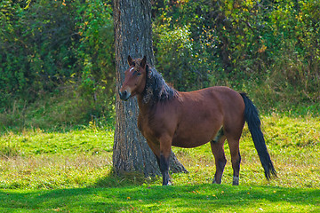 Image showing Horses in mountain ranch