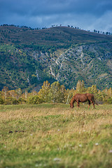 Image showing Horses in mountain ranch