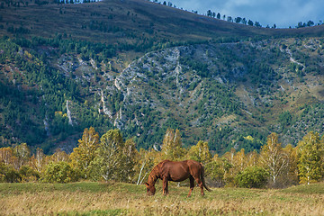 Image showing Horses in mountain ranch