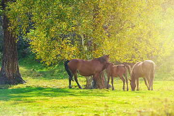 Image showing Horses in mountain ranch