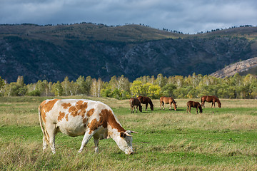 Image showing Grazing cow in mountain ranch