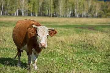 Image showing Grazing cow in mountain ranch