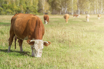 Image showing Grazing cow in mountain ranch