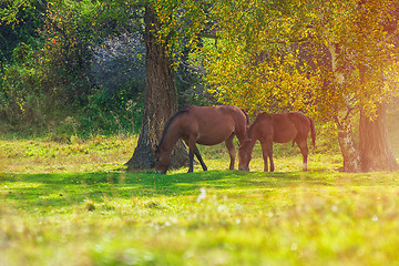 Image showing Horses in mountain ranch