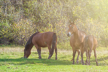 Image showing Horses in mountain ranch