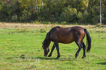 Image showing Horses in mountain ranch