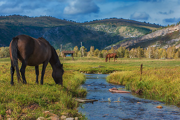 Image showing Horses in mountain ranch