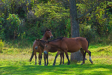 Image showing Horses in mountain ranch