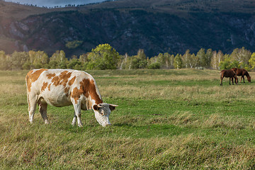 Image showing Grazing cow in mountain ranch