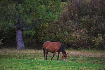 Image showing Horses in mountain ranch