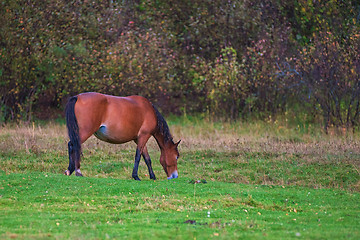 Image showing Horses in mountain ranch