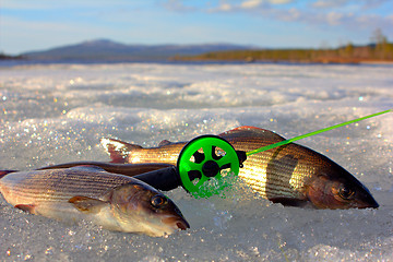 Image showing grayling caught on  ice fishing with a spinner