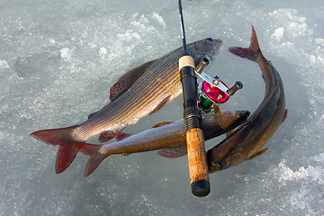 Image showing Valuable trophy. Grayling caught on  ice fishing with spinner