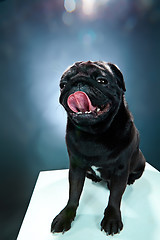 Image showing Close-up a Pug puppy in front of blue background