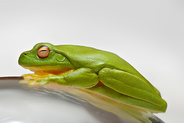 Image showing green tree frog on glass