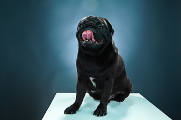 Image showing Close-up a Pug puppy in front of blue background