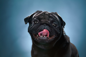 Image showing Close-up a Pug puppy in front of blue background