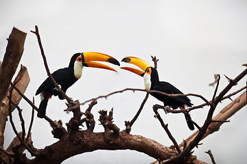 Image showing channel-billed toucan