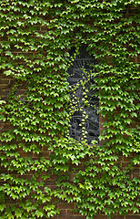 Image showing vine covered church building