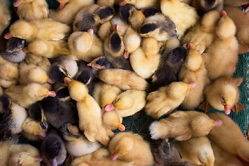 Image showing Ducklings at a market in Vietnam