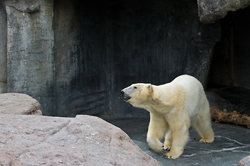 Image showing White bear