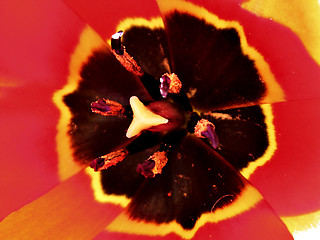 Image showing Abstract tulip