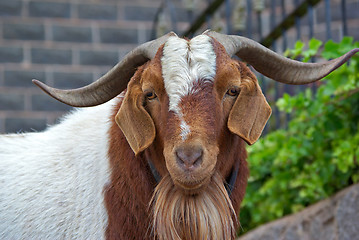 Image showing goat