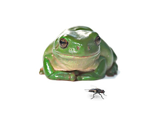 Image showing tree frog and fly