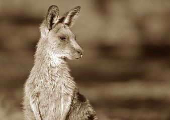 Image showing eastern grey kangaroo sepia