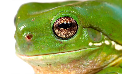 Image showing frog closeup