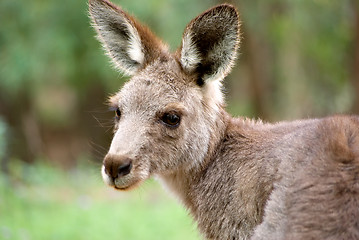 Image showing eastern grey kangaroo