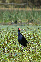 Image showing water hen in wetlands