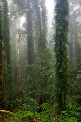 Image showing rain forest
