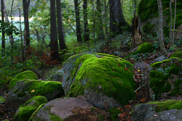 Image showing moss on the stones