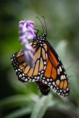 Image showing Monarch Danaus Plexippus