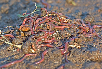 Image showing garden worms