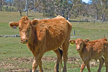 Image showing mother cow and calf