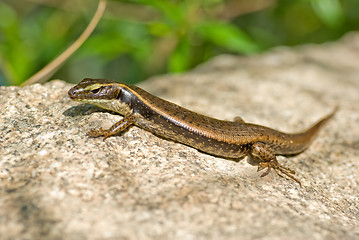 Image showing lizard on rock