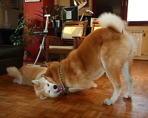 Image showing Akita Inu dogs in the flat